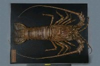 Tropical Rock Lobster Collection Image, Figure 1, Total 5 Figures